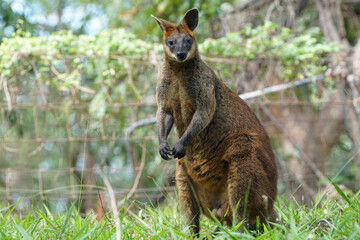 Australian Wallaby (Wallabies - Macropod family)