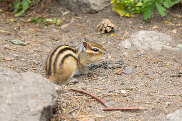 A light brown animal of the rodent family, a chipmunk with stripes on its back, is gnawing nuts or seeds in the forest.
