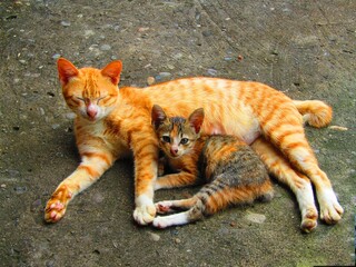 kitten, the most comfortable place with his mother