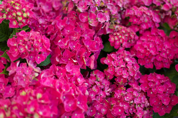 Fresh hortensia bright pink flowers on blur background.