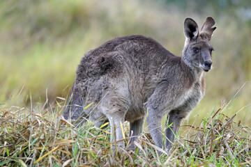 Australian Eastern Grey Kangaroo (in the grass - Brisbane, Queensland Australia) Macropus giganteus