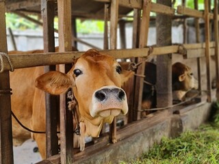 cow in a farm (lembu di pertenakan)
