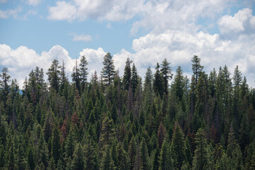 Forest trees in the mountains under puffy white clouds and blue sky 