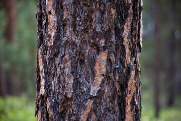 Close up details of ponderosa pine tree trunk bark