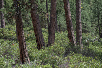 Ponderosa pine trees in the forest