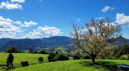 landscape with trees and clouds