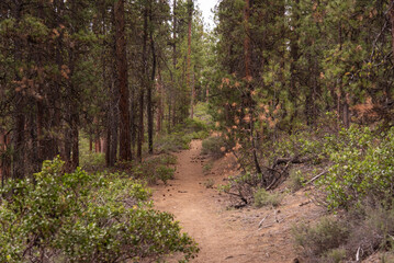 Hiking trail footpath in the Central Oregon high desert forest