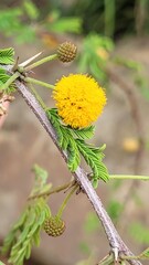 Yellow Flower