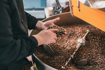 Male barista checks the quality of roasting coffee beans on small factory. Close-up