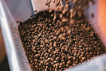 Roasted coffee beans from roaster machine pouring into the special box for selling 