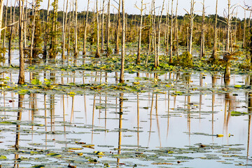 Black Bayou Lily pads  in bloom