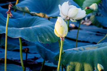 Black Bayou Lily pads  in bloom