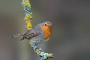 a robin sits on a branch