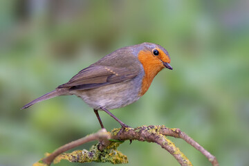 a robin sits on a branch