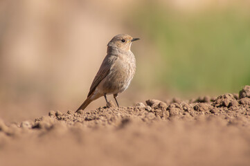a female redstart looking for food on a freshly plowed field