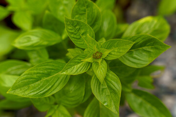 Thai herb basil for cooking, top view photo.