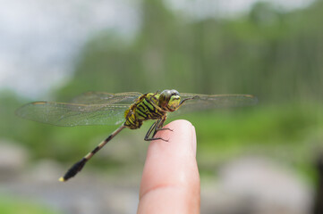 A happy green dragonfly rest on the finger of human