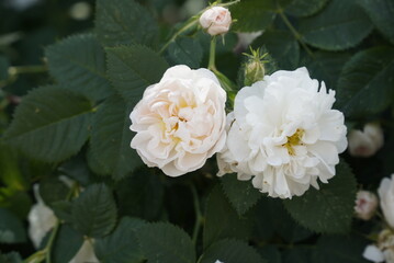 White flowers of a rosehip bush on a background of green foliage