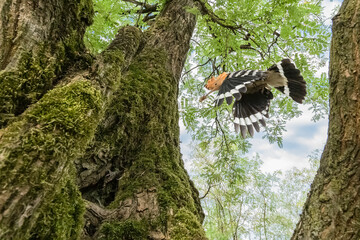 Back home, Eurasian hoopoe in flight returns on nest to feeds chicks (Upupa epops) © Manuel
