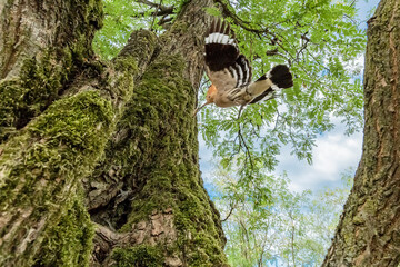 Wide angle photography of Eurasian hoopoe (Upupa epops) © Manuel