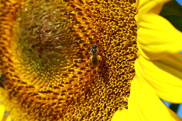 Sunflower.Sunflower on a blue sky background.The bee that pollinates the sunflower.Detail with bee pollinating sunflower.