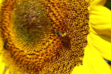 Sunflower.Sunflower on a blue sky background.The bee that pollinates the sunflower.Detail with bee pollinating sunflower.