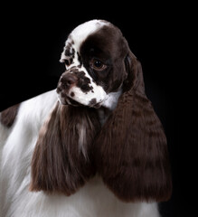 American cocker spaniel in brown and white color