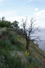 Picturesque Summer landscape with tree and herbs on the Volga River coast. Ulyanovsk