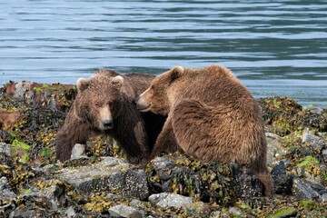 Vorspiel -  vor der Paarung  zweier Grizzlybären
