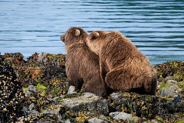 Grizzlybären während der Paarung - Alaska