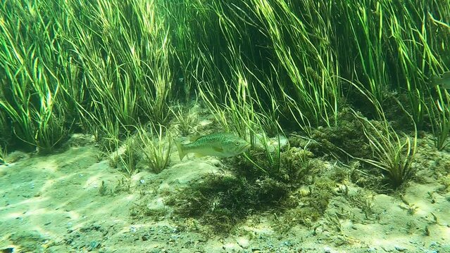 Medium-sized Largemouth Bass (Micropterus salmoides) swims past camera in Florida's Rainbow River.
