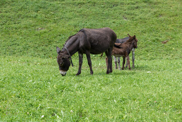 Grazing donkeys Val Venosta, South Tyrol Italy