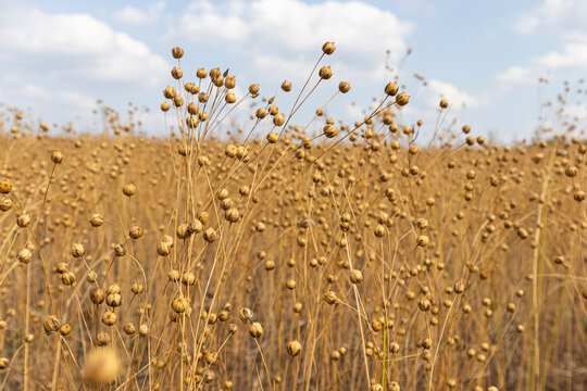 stems of ripe flax close-up as a background