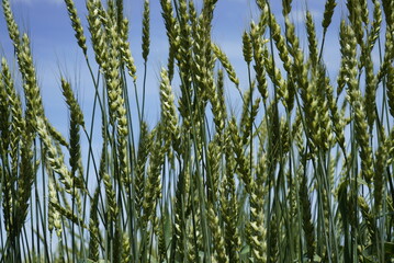 A close-up of the young, green ears of wheat in the setting sun. Photo taken in natural soft light.