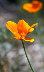 A single California Poppy bloom