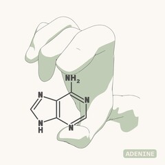 Hand holding chemical molecular formula of adenine - DNA and RNA nitrogen base