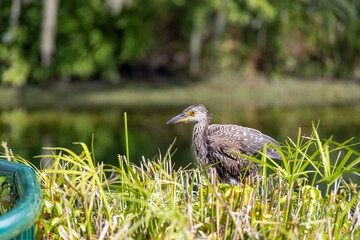 Juvenile Yellow-crowned Night Heron perched in bushes near a guard rail and water. 