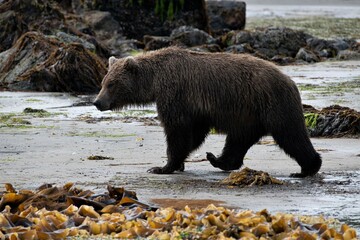 Männlicher Grizzlybär in der wildnis von Katmai, Alaska