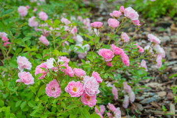 Beautiful blooming buds or inflorescences of a Rose Polyantha The Fairy close-up. Photo for the catalog of plants of the garden center or plant nursery. Sale of green space.