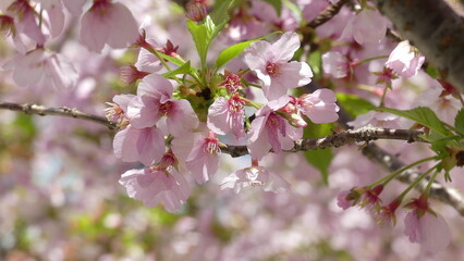 pink cherry blossom in Shinjuku Gyoen Park in Tokyo