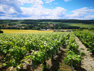 Fototapeta na wymiar Vineyards in Nanteuil-la-Forêt, Marne, France