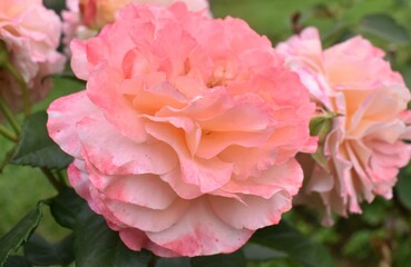 pink rose in garden