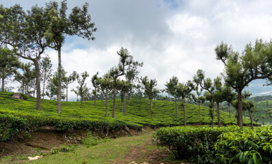 trees in the mountains