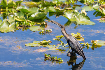 Anhinga resting on a tree limb in a central Florida lake.