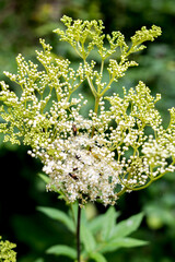 Beautiful photo of Queen of the Meadow Plant. Filipendula Ulmaria in the forest.