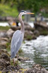 Portrait of a stately and elegant Great Blue Heron (Ardea herodias) captured on the bank of Florida's Crystal River.
