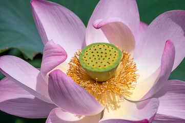 Lotus flowers, Nelumbo nucifera, also known as the Indian or Sacred Lotus, flowering at Mizumoto Park, Tokyo in July