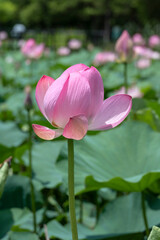 Lotus flowers, Nelumbo nucifera, also known as the Indian or Sacred Lotus, flowering at Mizumoto Park, Tokyo in July