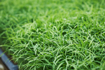 水稲品種　はるみ　の苗　