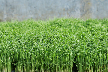 お米の苗　はるみ